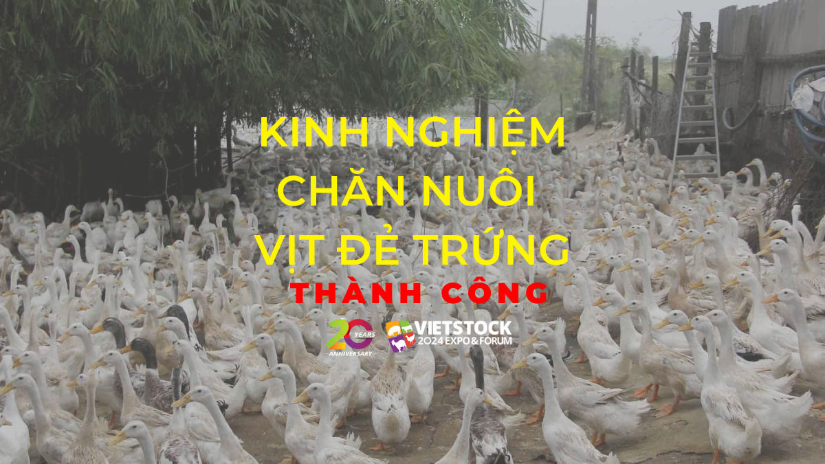 ky thuat chan nuoi vit de trung 1