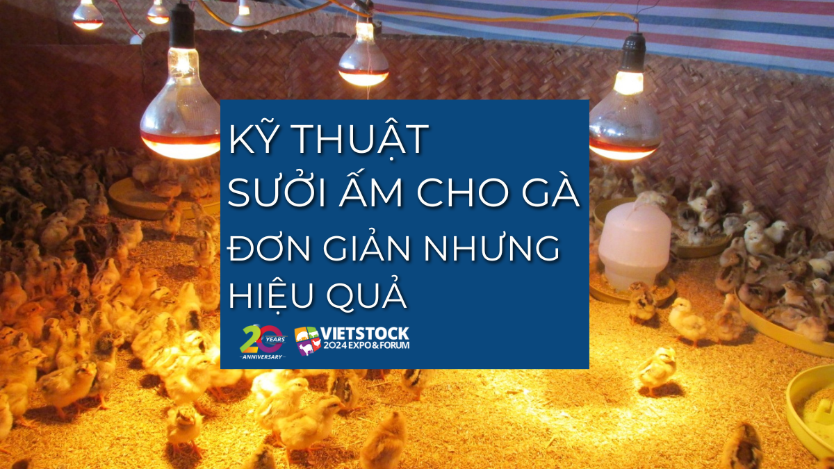 Kỹ thuật sưởi ấm cho gà: Những điều cần biết để nuôi gà khỏe mạnh và hiệu quả