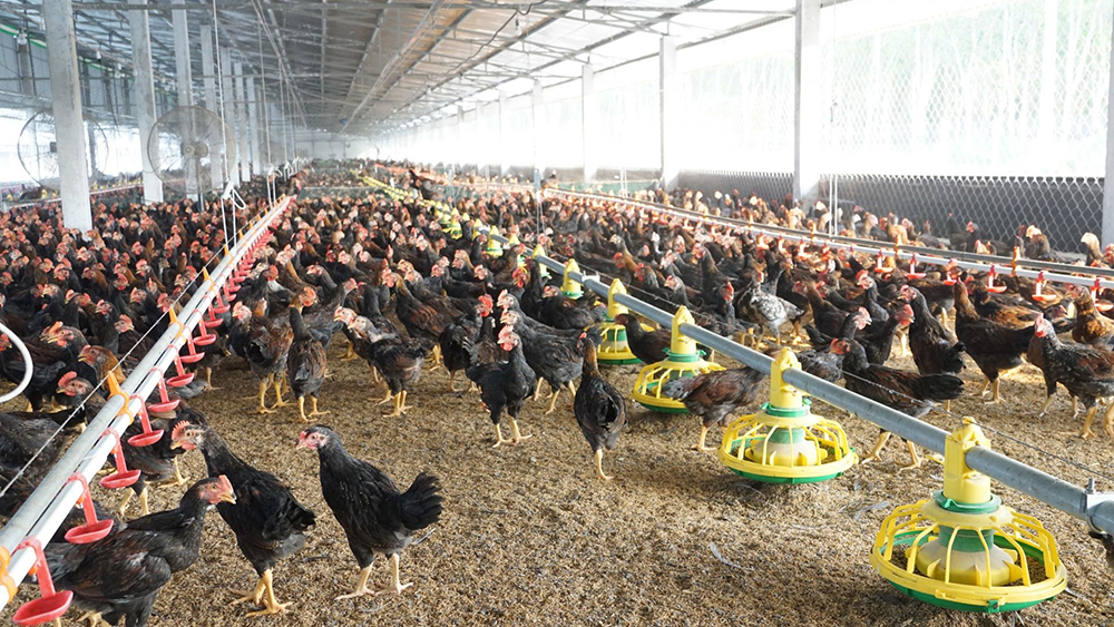 Hệ thống máng ăn và máng uống trong chuồng nuôi gà thịt
