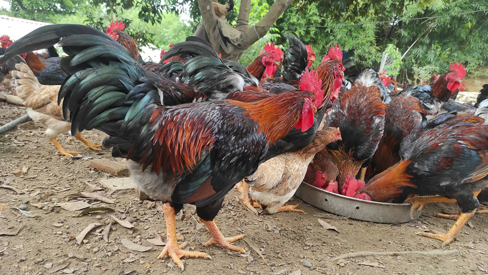 Đàn gà thịt ăn thức ăn tại khu chăn nuôi