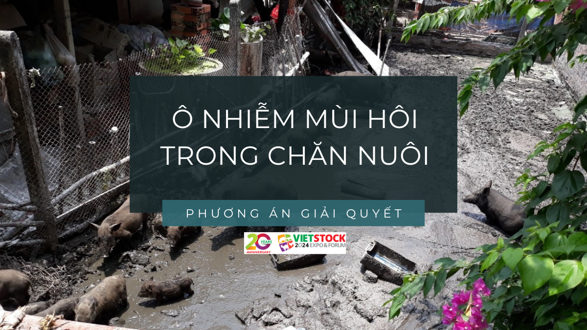 o nhiem mui hoi trong chan nuoi 1