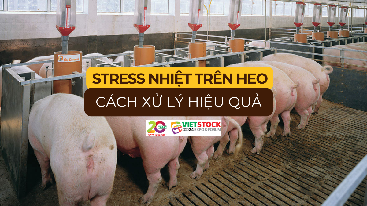 stress nhiet tren heo 1