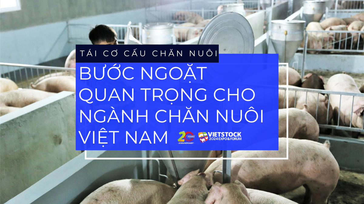 Tái cơ cấu chăn nuôi: Bước ngoặt quan trọng cho ngành chăn nuôi Việt Nam