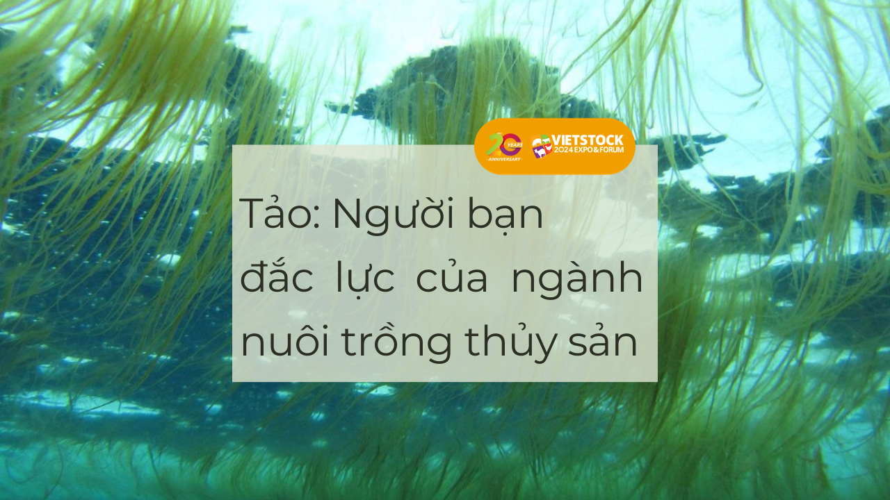 vai tro cua tao trong nuoi trong thuy san 1