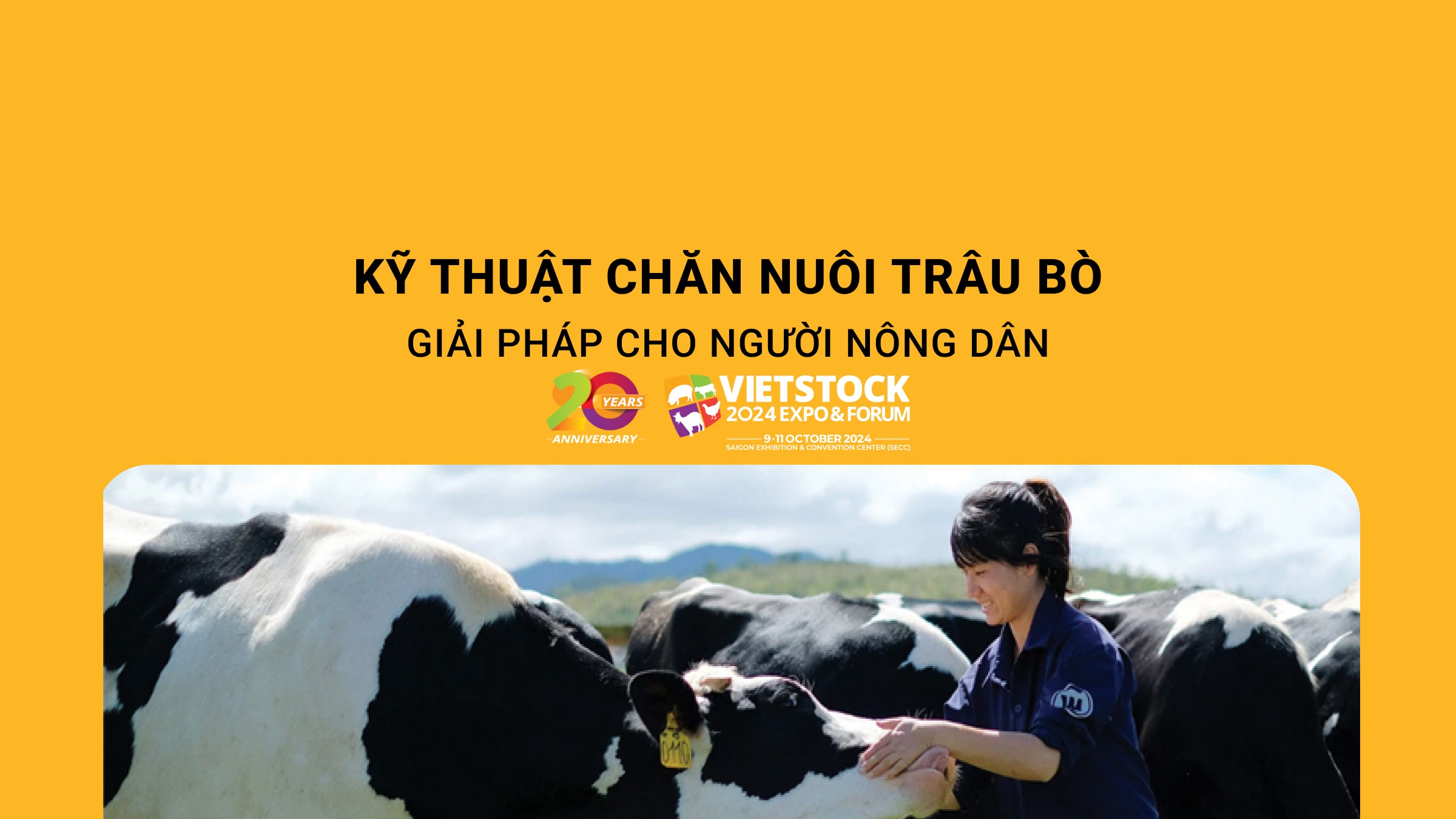 Nâng cao kỹ thuật chăn nuôi trâu bò: Giải pháp thiết thực cho người nông dân