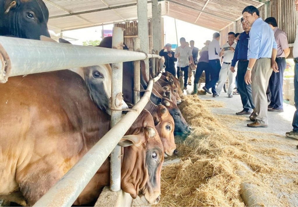 Sử dụng máy trộn nguyên liệu là giải pháp hiệu quả để tiết kiệm thời gian và chi phí nhân công cho các trang trại lớn