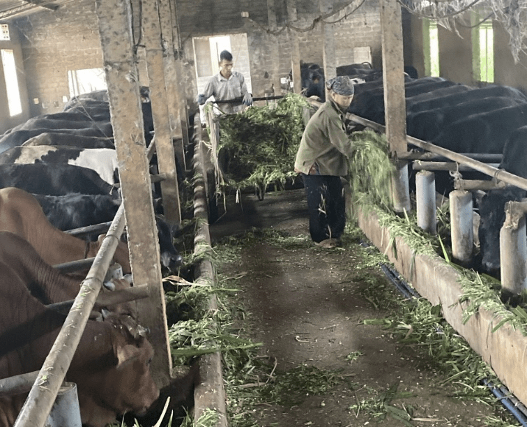 Ngành chăn nuôi trâu bò đang thu hút sự quan tâm của nhiều nhà đầu tư bởi tiềm năng lợi nhuận hấp dẫn