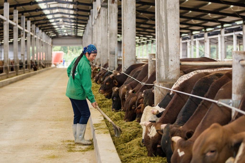 Ngành chăn nuôi trâu bò tại Việt Nam đã phát triển mạnh mẽ qua nhiều thập kỷ, từ những hộ gia đình nhỏ lẻ cho đến những trang trại chuyên nghiệp, hiện đại