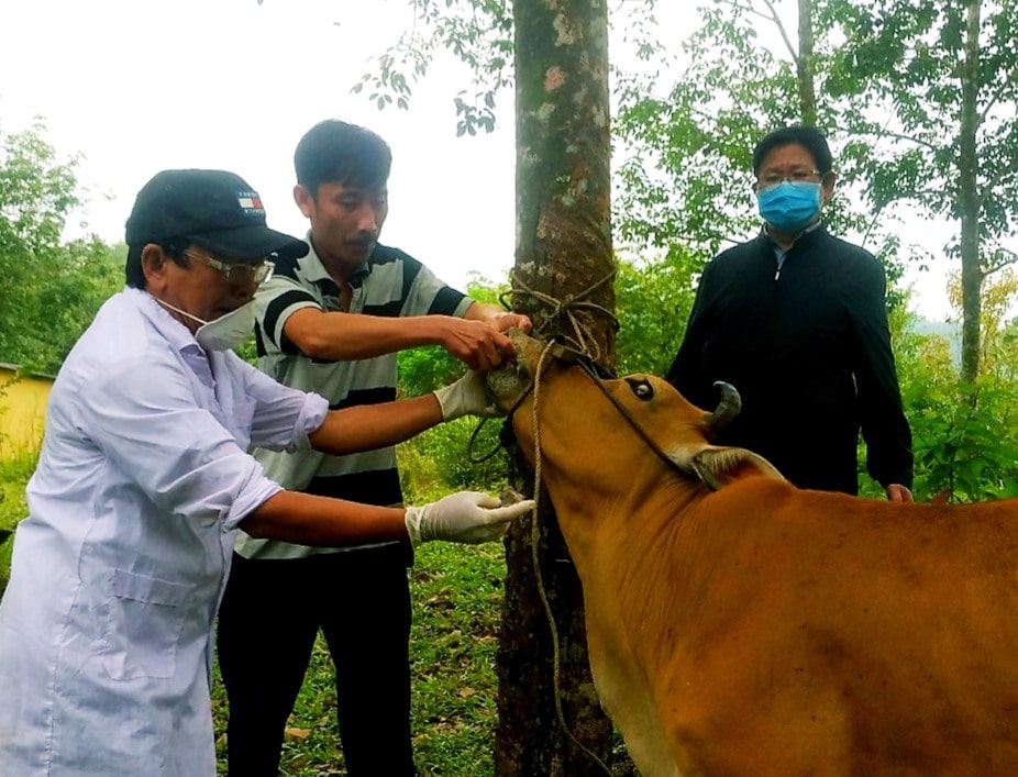 Một con trâu hoặc bò đang bị ảnh hưởng bởi bệnh than (bệnh thán)
