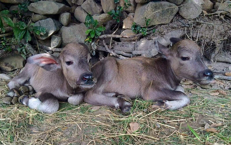 Một con bê hoặc nghé đang có biểu hiện chậm lớn, còi cọc, lông xơ xác, bụng chướng to, tiêu chảy, phân có thể lẫn giun đũa (ở bê nghé từ 1 - 3 tháng tuổi)