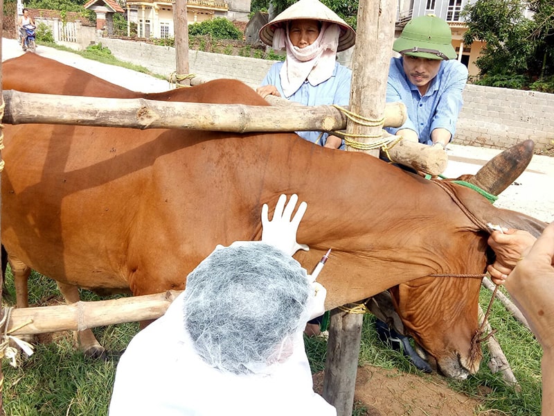 Một con trâu hoặc bò đang bị ảnh hưởng bởi bệnh xoắn khuẩn, với các biểu hiện như suy yếu, rụng lông, thiếu máu, phù thũng (vi khuẩn Leptospira)