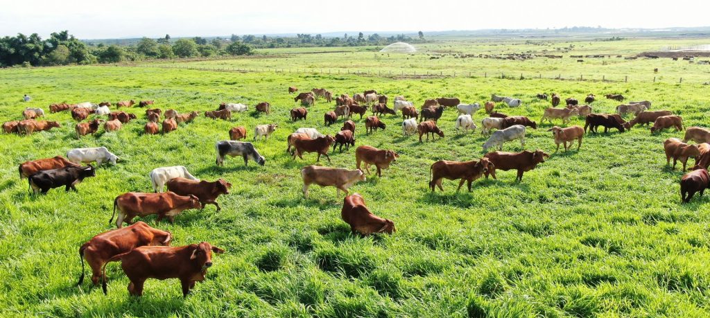 Ngành chăn nuôi trâu bò tại Việt Nam đang đứng trước nhiều cơ hội lớn để phát triển và mở rộng