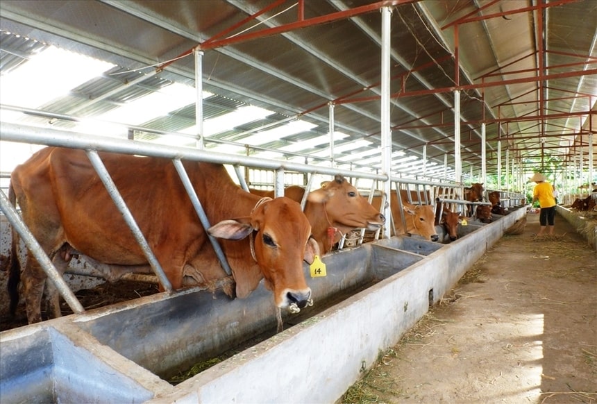 Để phát triển bền vững, ngành chăn nuôi trâu bò cần đẩy mạnh ứng dụng khoa học kỹ thuật, nâng cao năng suất, chất lượng sản phẩm và mở rộng thị trường tiêu thụ