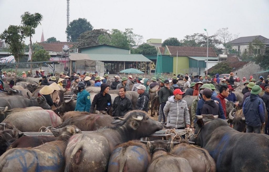 Việc lựa chọn giống trâu bò nào để nuôi phụ thuộc vào nhiều yếu tố nhằm đạt hiệu quả cao trong chăn nuôi