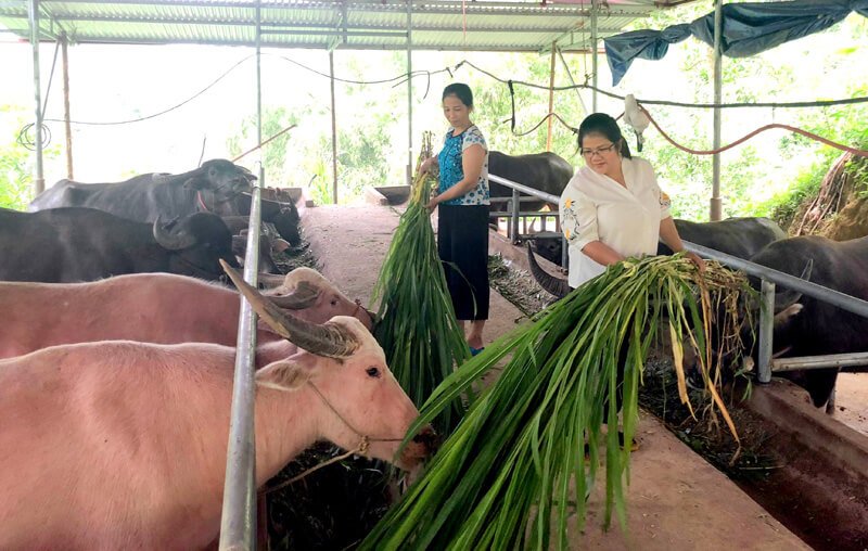 Kỹ thuật xây dựng chuồng trại chăn nuôi trâu bò nên đảm bảo đầy đủ các yếu tố để vật nuổi phát triển toàn diện