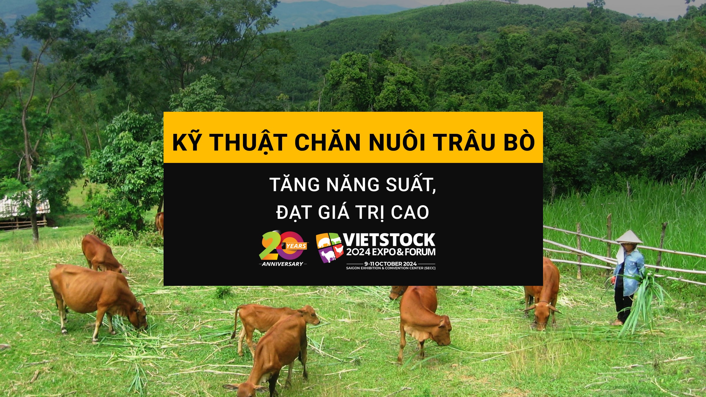 4 Kỹ thuật chăn nuôi trâu bò tăng năng suất, đạt giá trị cao