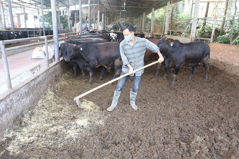 Nguyên liệu được chọn làm phân bón hữu cơ sẽ từ phân bò khỏe mạnh, ăn uống đầy đủ và không sử dụng thuốc thú y trong thời gian gần