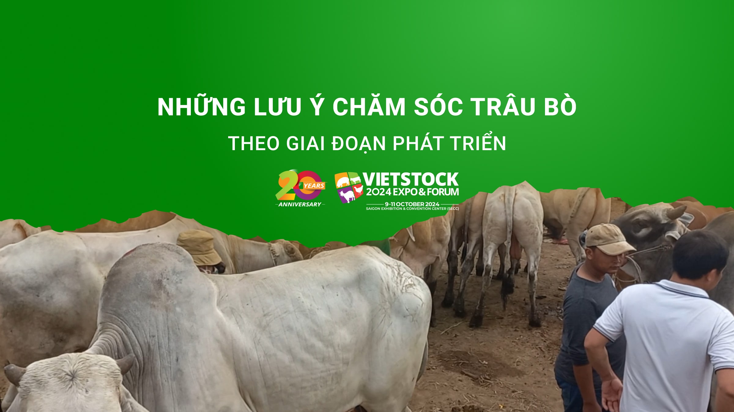 Những lưu ý chăm sóc trâu bò theo giai đoạn phát triển