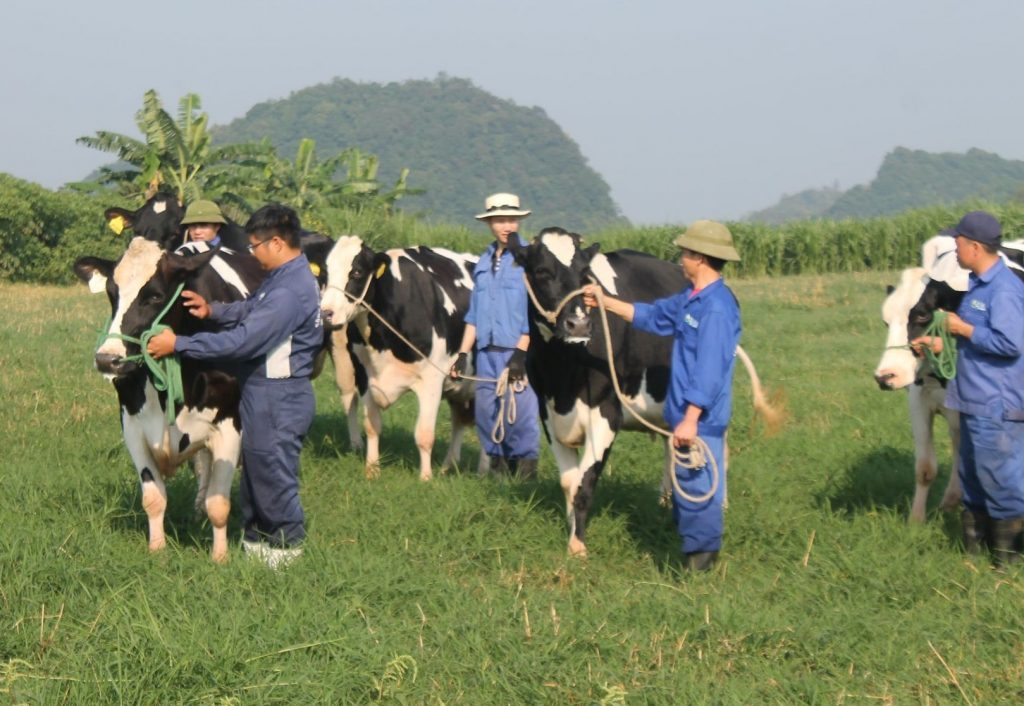 Dự kiến nhu cầu tiêu thụ thịt trâu bò trong nước sẽ tiếp tục tăng trưởng trong năm 2024