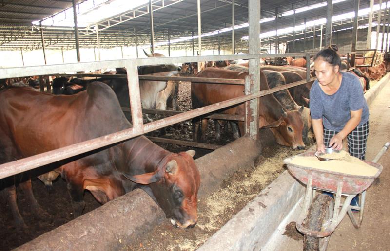 Liên kết sản xuất, tiêu thụ và phát triển các mô hình kinh tế tập thể, hợp tác xã là xu hướng tất yếu