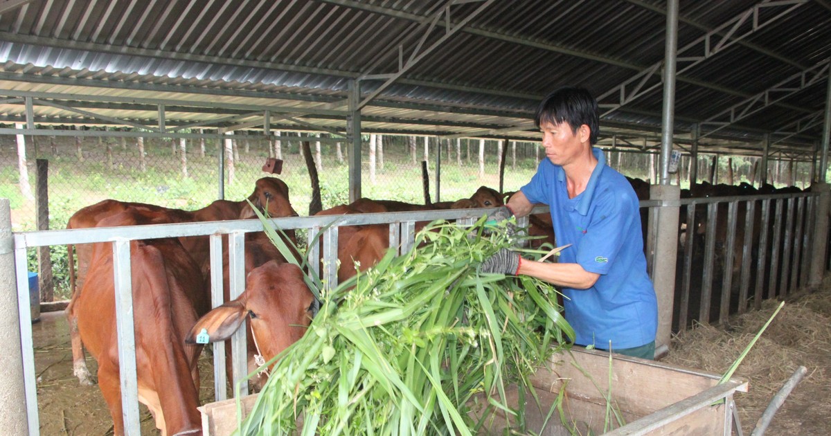 Mô hình chăn nuôi truyền thống sử dụng nguồn lực sẵn có tại địa phương, ít tốn kém chi phí cho cơ sở vật chất, thức ăn, trang thiết bị