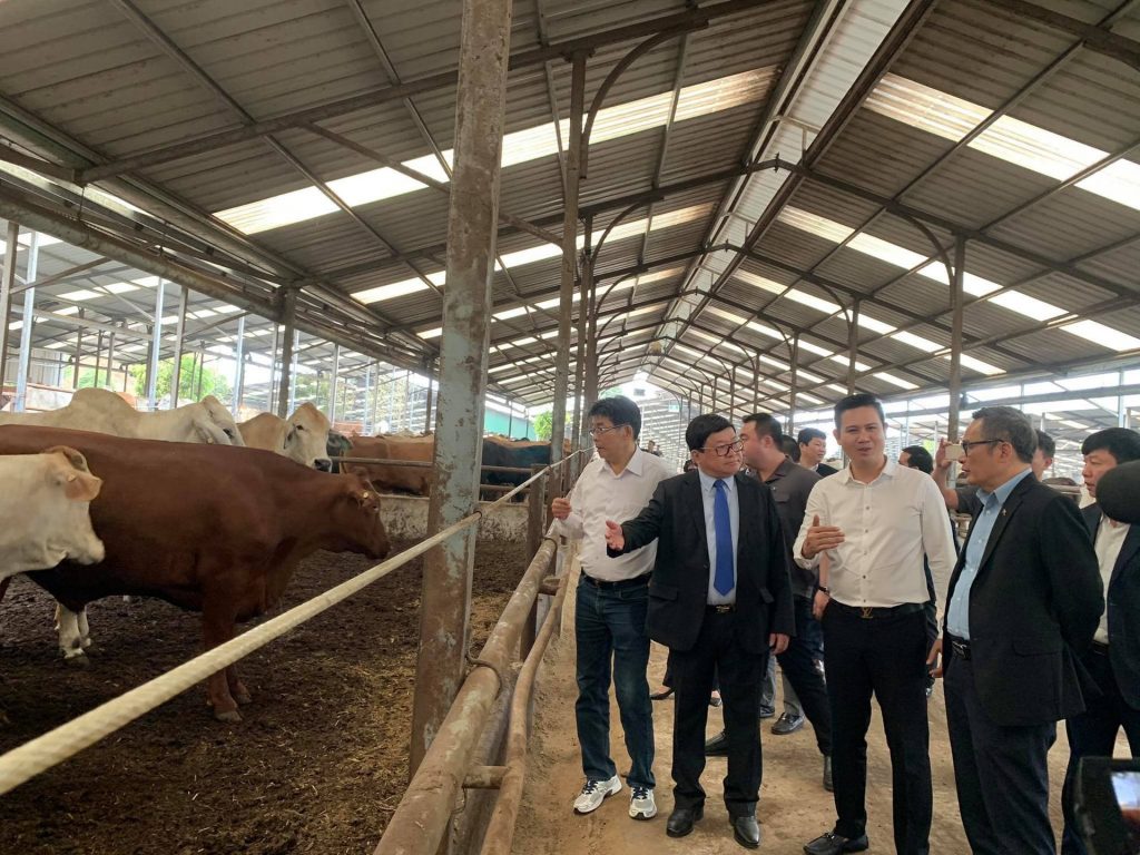 Mô hình chăn nuôi công nghiệp áp dụng các kỹ thuật chăn nuôi tiên tiến, sử dụng thức ăn dinh dưỡng, năng suất thịt và sữa của trâu bò cao hơn so với mô hình khác