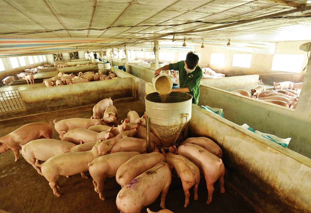 Thức ăn tinh là nguồn cung cấp năng lượng chính trong việc thúc đẩy quá trình sinh trưởng và phát triển của lợn