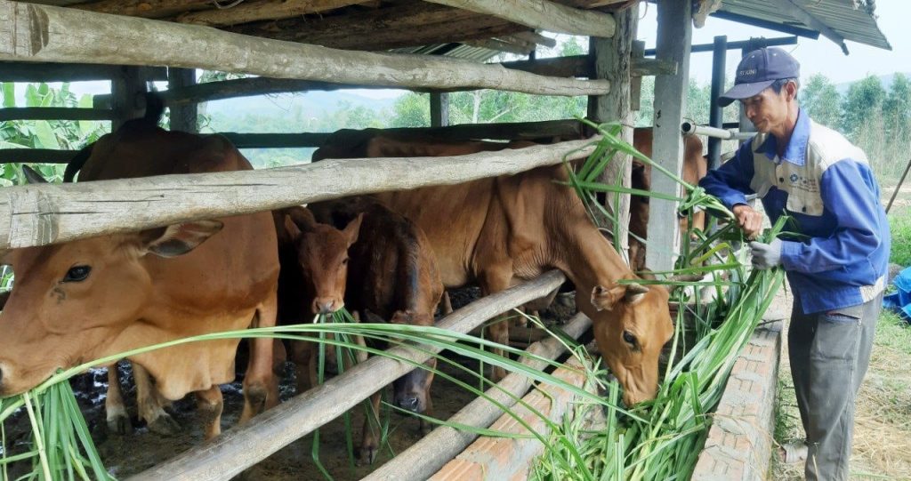 Việc phát triển mô hình chăn nuôi an toàn, thân thiện với môi trường trở thành xu hướng nổi bật trong ngành chăn nuôi trâu bò năm 2024