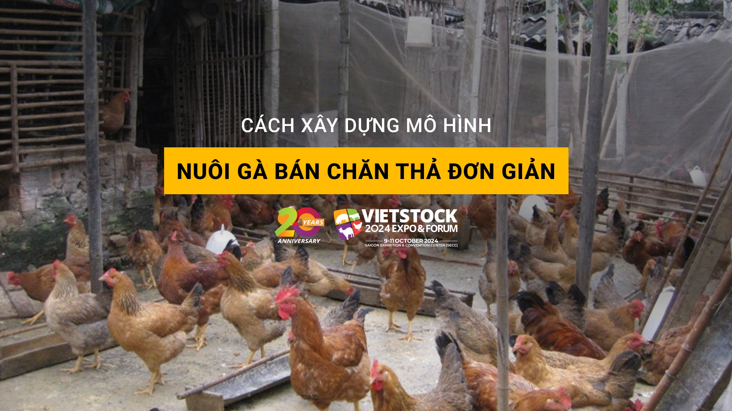 Hướng dẫn chi tiết cách xây dựng mô hình nuôi gà bán chăn thả đơn giản