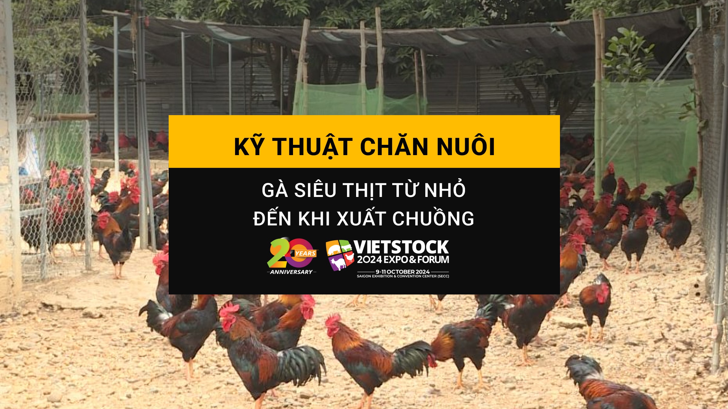 Kỹ thuật chăn nuôi gà siêu thịt từ khi còn nhỏ đến xuất chuồng