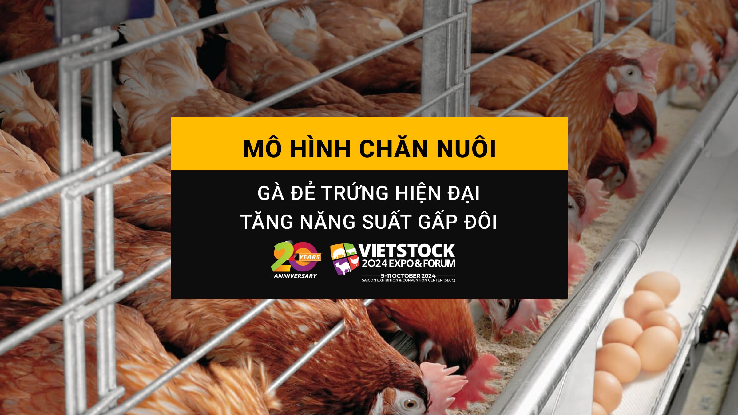 Tăng năng suất trứng gấp đôi với mô hình chăn nuôi gà đẻ trứng hiện đại