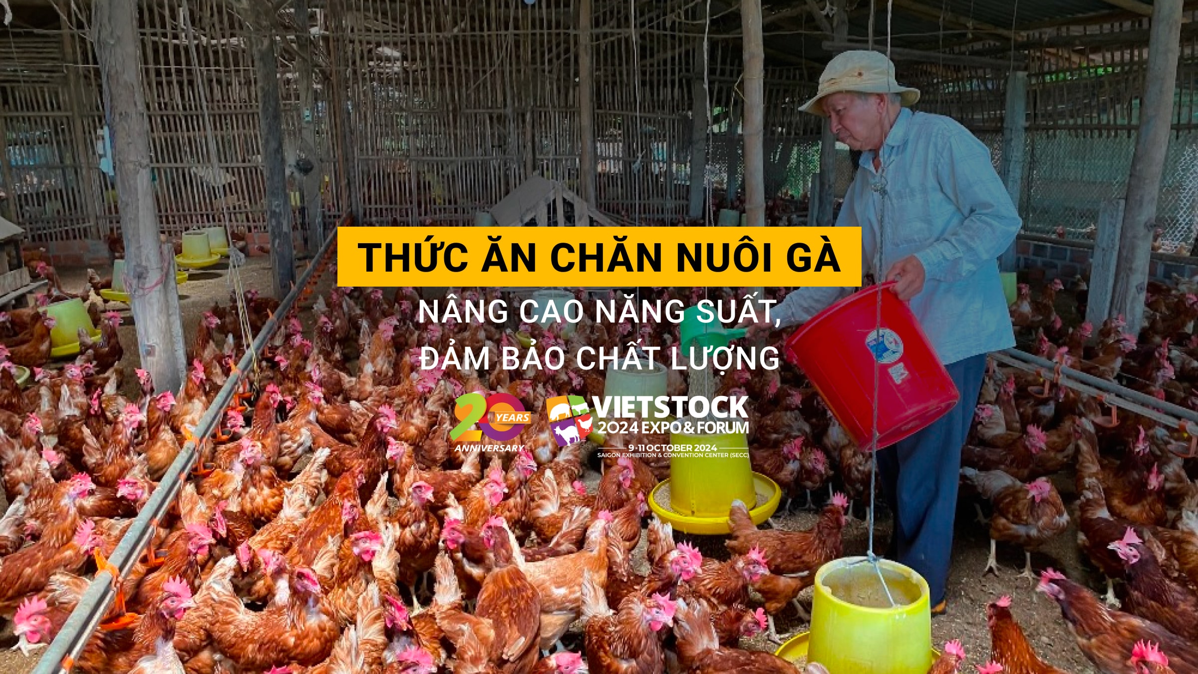 Thức ăn chăn nuôi gà: Nâng cao năng suất, đảm bảo chất lượng