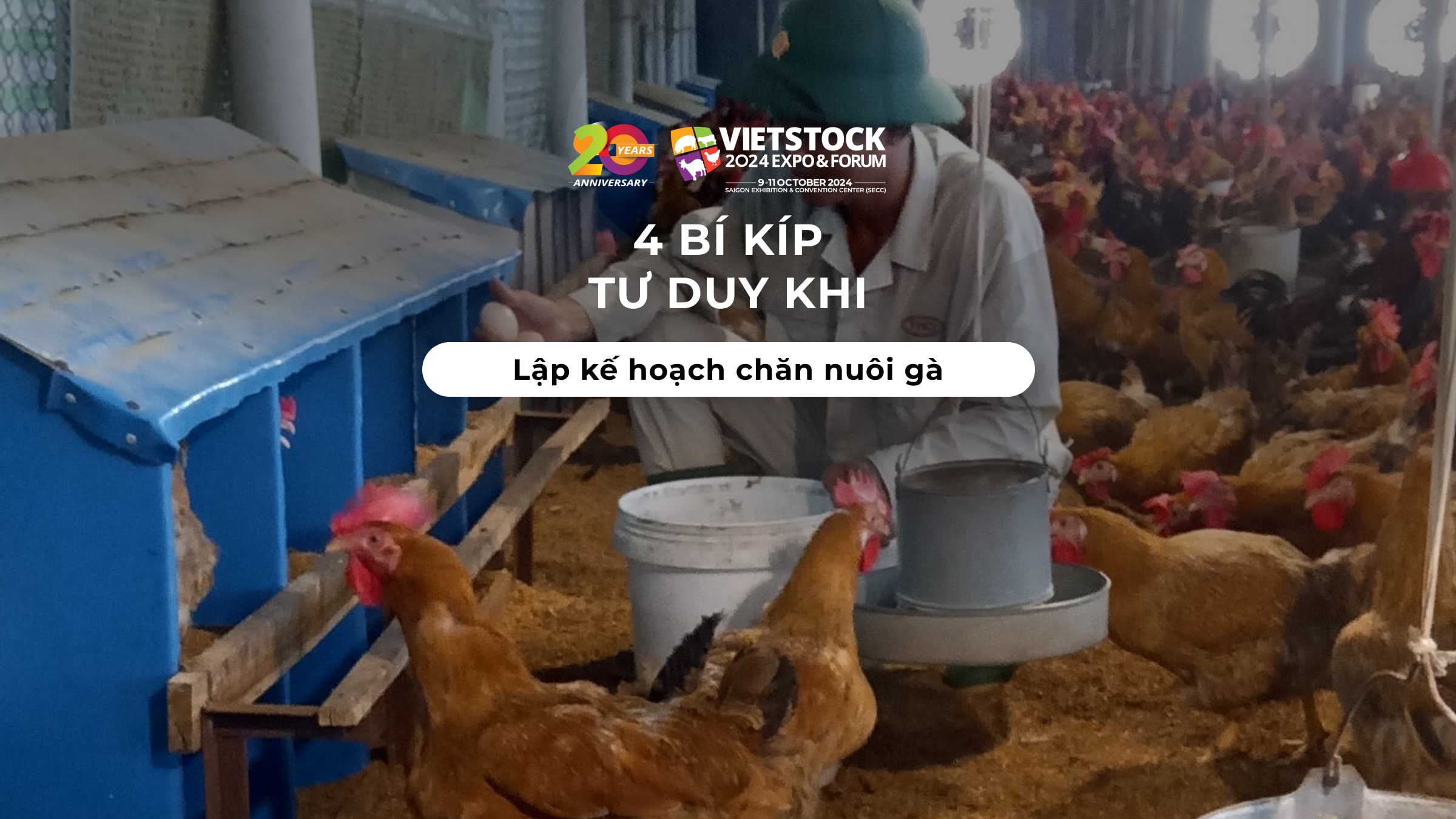 4 "Bí kíp" tư duy khi lập kế hoạch chăn nuôi gà