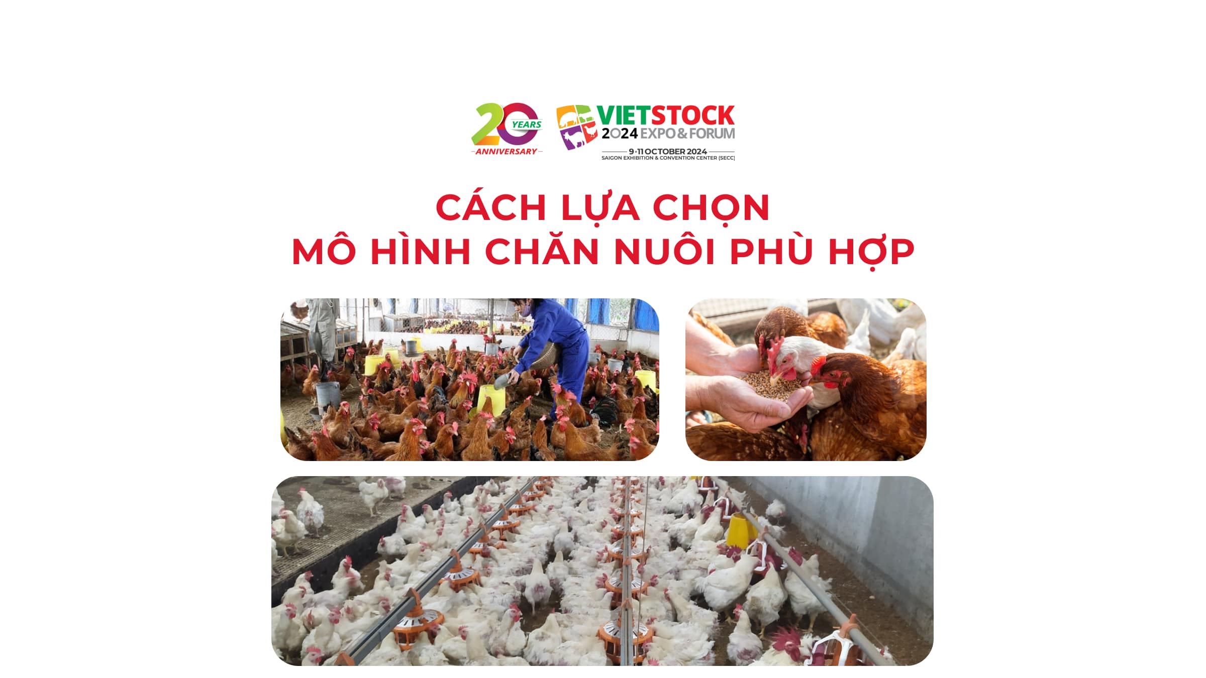 Mô hình trang trại chăn nuôi gà - Cách lựa chọn mô hình chăn nuôi phù hợp