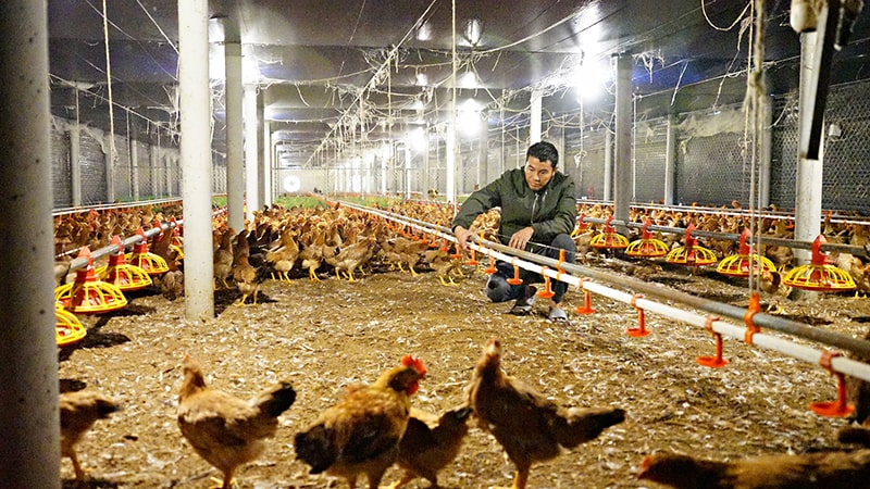 Chăn nuôi gà công nghiệp tại Việt Nam: Xu hướng và tiềm năng - Vietstock  Expo and Forum