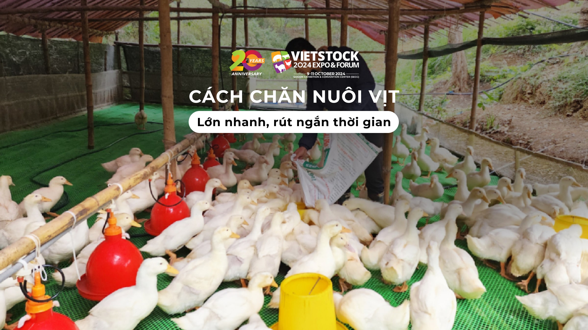 Cách chăn nuôi vịt lớn nhanh, rút ngắn thời gian chăm sóc