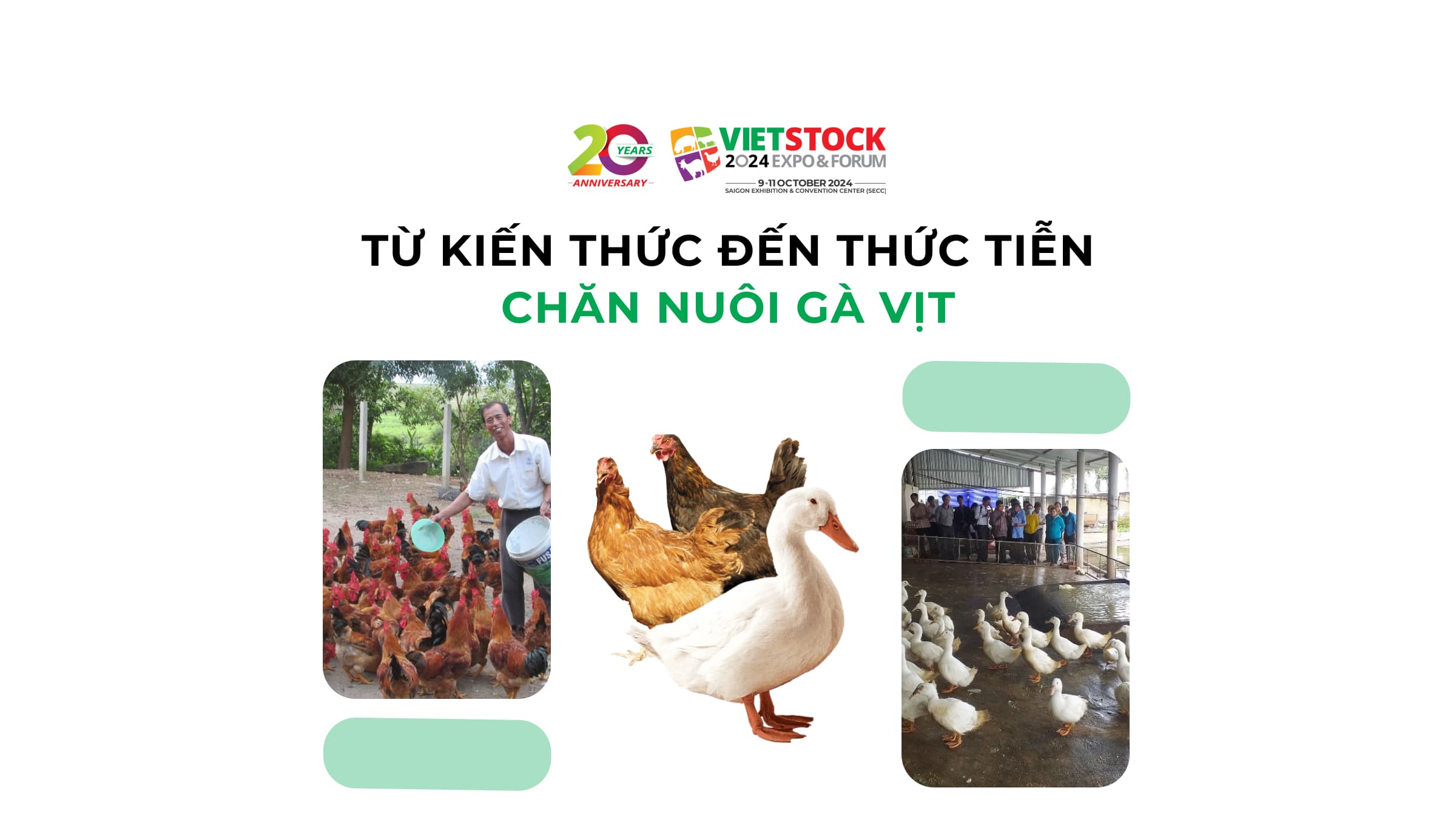 Chăn nuôi gà vịt từ kiến thức đến thực tiễn