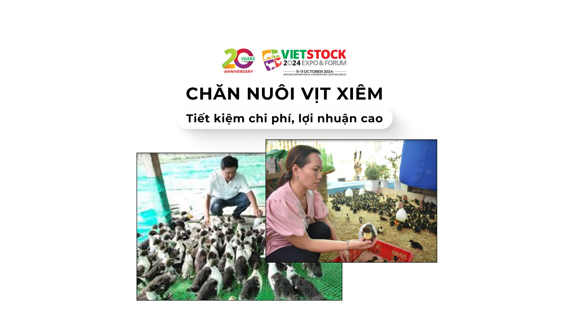 Chăn nuôi vịt xiêm tiết kiệm chi phí, lợi nhuận cao