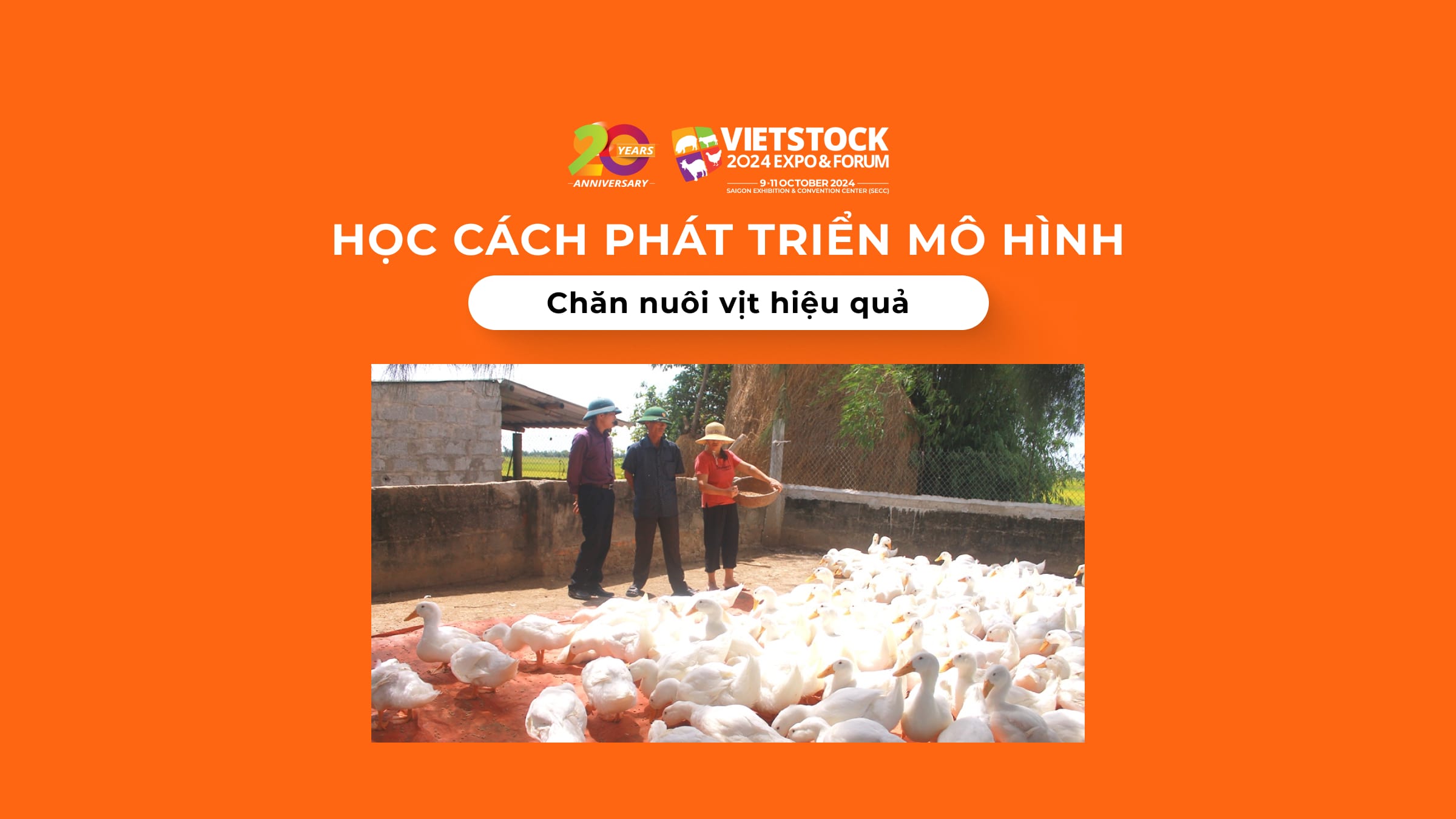 Học cách phát triển mô hình chăn nuôi vịt hiệu quả