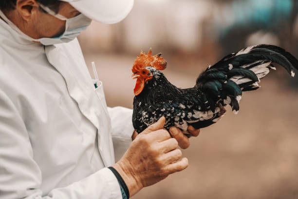 Nhân viên thú y kiểm tra sức khỏe gà trống tại trang trại gia cầm giống