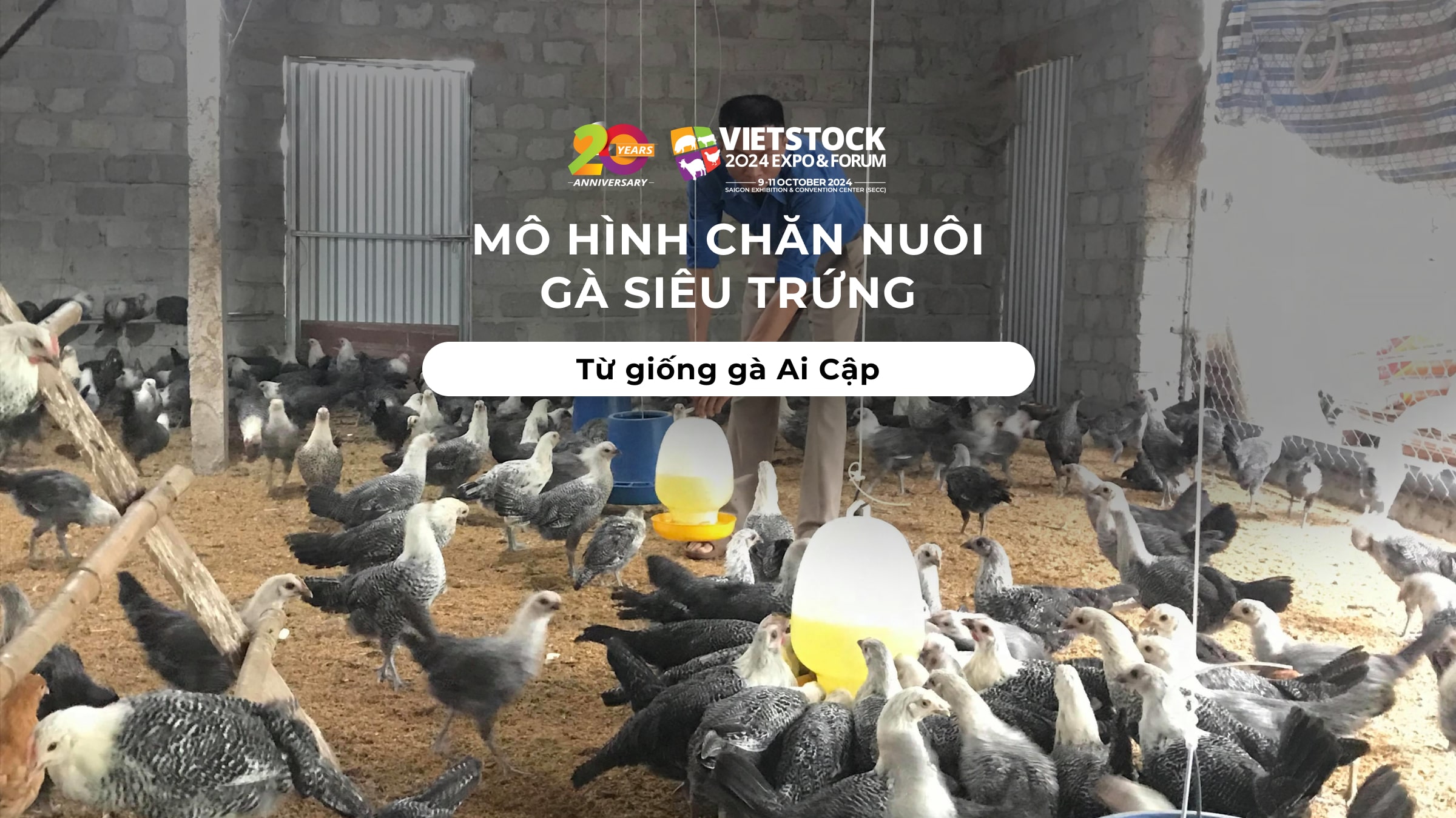 Mô hình chăn nuôi gà siêu trứng từ giống gà Ai Cập