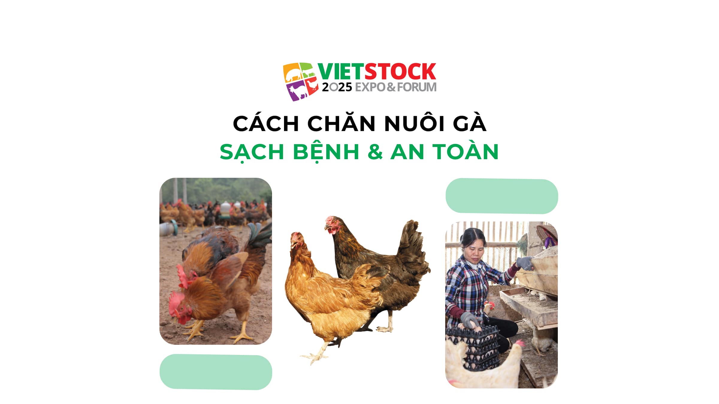 Cách chăn nuôi gà: Sạch bệnh & An toàn