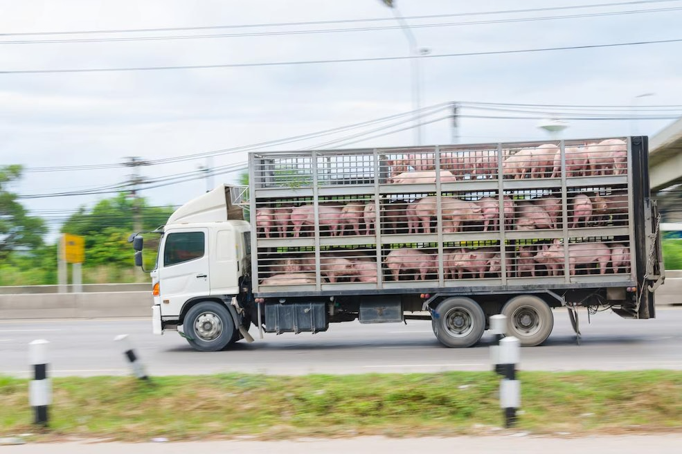 Biện Pháp Bảo Quản Gia Súc Gia Cầm Trong Các Điều Kiện Thời Tiết
