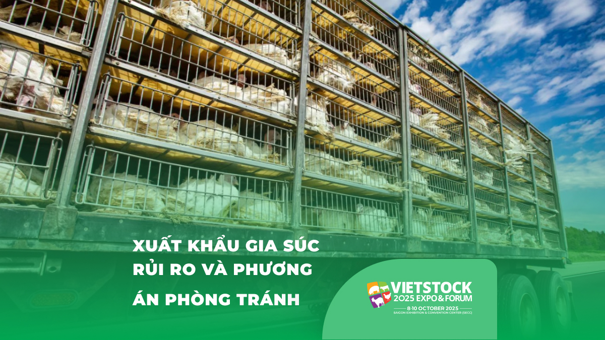 Những rủi ro khi xuất khẩu gia súc và cách phòng tránh hiệu quả