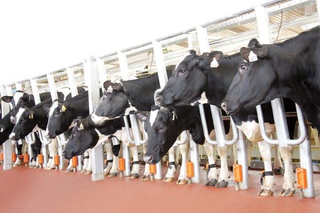 Trang trại bò sữa công nghệ cao TH True Milk