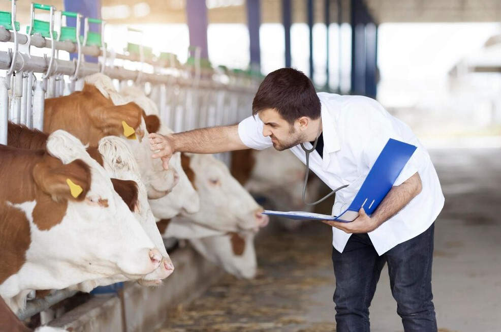 Kiểm dịch và kiểm tra chất lượng gia súc