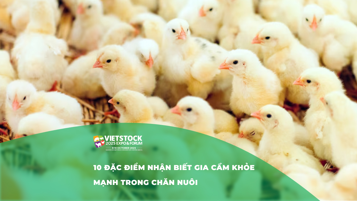 10 đặc điểm nhận biết gia cầm khỏe mạnh trong chăn nuôi
