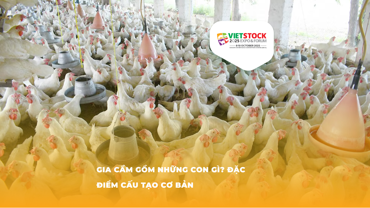 Đặc điểm cấu tạo cơ bản của gia cầm – Cập nhật 2025