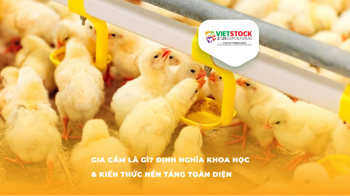 Gia cầm là gì? Tổng quan kiến thức cơ bản về gia cầm