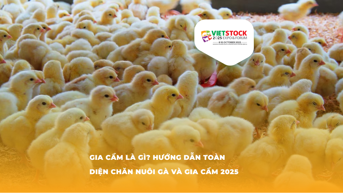 Chăn nuôi gà và gia cầm – Hướng dẫn toàn diện 2025
